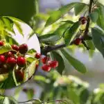 Ako kŕmiť čerešne pre sladké a veľké bobule: rekordná úroda