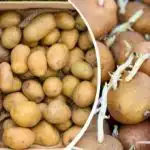 Ako naklíčiť zemiaky na výsadbu: čo je lepšie - svetlo