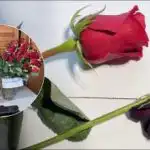 Ako "oživiť" ruže za štyri hodiny: trik, ktorý poznajú len