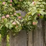 Ako zvýšiť úrodu jabĺk: záhradníci pomenovali 8 rastlín, ktoré by