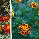 Bujne kvitnúce kvety v máji: kedy vysievať aksamietnice na sadenice