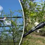 Choroby a škodcovia nemajú šancu - kedy a ako ošetrovať