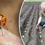 Chrobák zemiakový sa nepriblíži: čo sadiť vedľa zemiakov