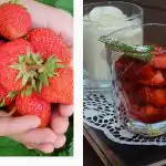 Čo sa stane s telom, ak budete jesť jahody každý