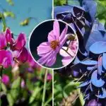 Čo zasadiť v apríli: sedem kvetov, ktoré premenia vašu záhradu