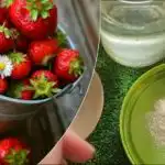 Jahody dajú mnohokrát viac sladkých plodov: "babičkin" recept na hnojenie