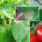 Jedna lyžička - úroda narastie 10-krát: čo dať do diery