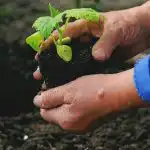 Kedy a čo sadiť v zeleninovej záhrade: ľudové znamenia o