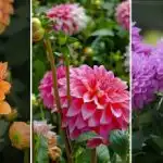 Kedy vysádzať georgíny na Ukrajine: načasovanie a ideálne odrody podľa