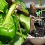 Klíčky vyklíčia do 24 hodín: jednoduchý spôsob, ako vypestovať silnú