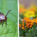 Kliešte z vašej záhrady uniknú, ak vysadíte tieto kvety Kliešte z vašej záhrady uniknú, ak vysadíte tieto kvety