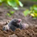 Krtkovia navždy utečú z miesta: aké jednoduché riešenie by sa