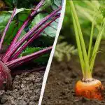 Len 6 dní v apríli je vhodných na výsadbu mrkvy