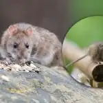 Magnet pre všetky hlodavce: čo na jar neumiestňovať do záhrady