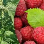 Maliny dajú dvakrát toľko: čo je dôležité urobiť, keď kvitnú