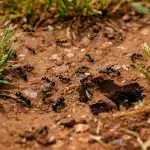 Mravce by chodili po pozemku, kým by nerozptýlili tento liek: