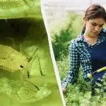 Mšice sa k vám nepriblížia: najlacnejší a najúčinnejší ľudový prostriedok