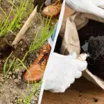 Na vašej cibuli nesedí žiadna mucha: Čím hnojiť cibuľu, aby