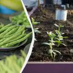 Najlepší "susedia" pre fazuľu: 11 druhov zeleniny, ktoré sa môžu