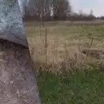 naše krajanka ukazuje, ako sa navždy zbaviť pšeničnej trávy z