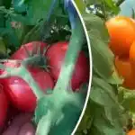 Nedajte fytoftore šancu: Ako zachrániť úrodu paradajok v predstihu