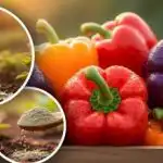 Papriky budú dobre rásť: odborník povedal o 3 jednoduchých krokoch