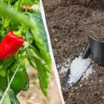 Papriky sa zakorenia za menej ako týždeň: Aké hnojivo pridať