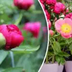 Pivonky neodpúšťajú chyby: čo treba urobiť v apríli