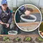 Pod každým kríkom na jar: čím kŕmiť jahody pre sladké