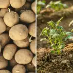 Prečo sú zemiaky vášho suseda lepšie: všetko závisí od jedného