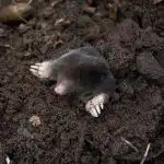 Priveďte ho do varu a vylejte na kopec: krtkovia okamžite