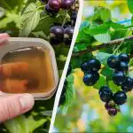 Prvé hnojivo sa musí na ríbezle aplikovať pred Veľkou nocou: