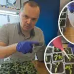 Prvé zalievanie paradajok po presadení: čo pridať do vody pre