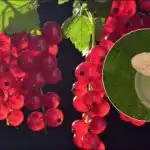 Ríbezle budú veľké ako čerešne: čo dať pod krík v