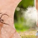 Roztoče ich neznášajú: ktoré rastliny vysadiť v apríli na ochranu