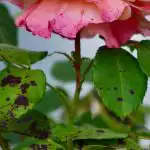 Ruže nedostanú čiernu škvrnitosť, ak v ich blízkosti zasadíte jediný