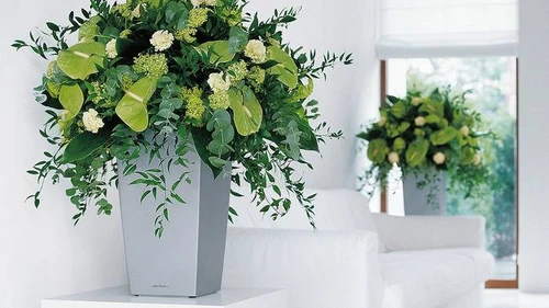 Ako pridať farb do bytu: vyberte vhodné kusové rastliny