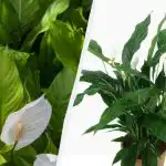 Spathiphyllum bude kvitnúť po celé roky: záhradníci povedal, ako pestovať