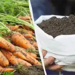 Stačí jedna prísada a vaša mrkva bude rovnako dobrá ako