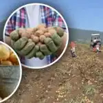 Starostlivosť je k dispozícii, ale zemiaky sú malé: odborník radí,