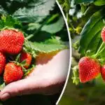 Tajomstvo jarnej výsadby jahôd: ako získať bohatú úrodu hneď na