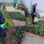 Tajomstvo veľkých tulipánov: čo by ste mali na jar určite