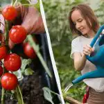 Táto chyba "zabíja" sadenice paradajok: koľko vody potrebuje a čo znamená "suchá zálievka" Táto chyba "zabíja" sadenice paradajok: koľko vody potrebuje a čo