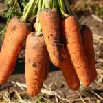 Tieto odrody mrkvy sú na Ukrajine najlepšie: výnosné, nenáročné a
