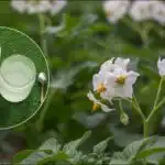 Tona zemiakov z jedného hektára: odhalená šikovná metóda výsadby