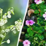 Týchto 7 trvaliek vyzerá krásne, ale nevysádzajte ich: neskôr ich