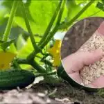 Uhorky budú klíčiť ako na kvasniciach: pri výsadbe do jamky