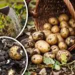 Už žiadny škodca zemiakov: lacný spôsob ochrany zemiakov pomocou ľudových