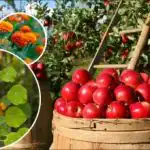 Výnosy sa znásobia: čo je najlepšie zasadiť okolo jabloní