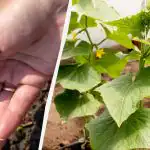 Výsev uhoriek v otvorenom teréne: najproduktívnejšie dni roku 2026 podľa